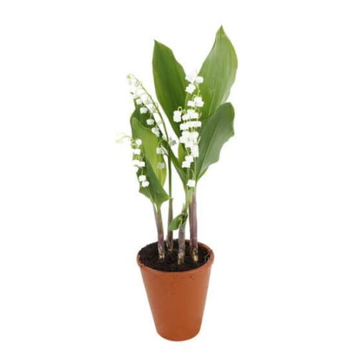 1 Pot de Muguet 3 griffes