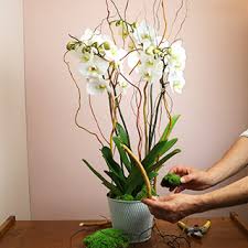 Orchidée Phalenopsys blanche avec son cache pot