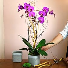 Orchidée Phalenopsys rose/fushia avec son cache pot