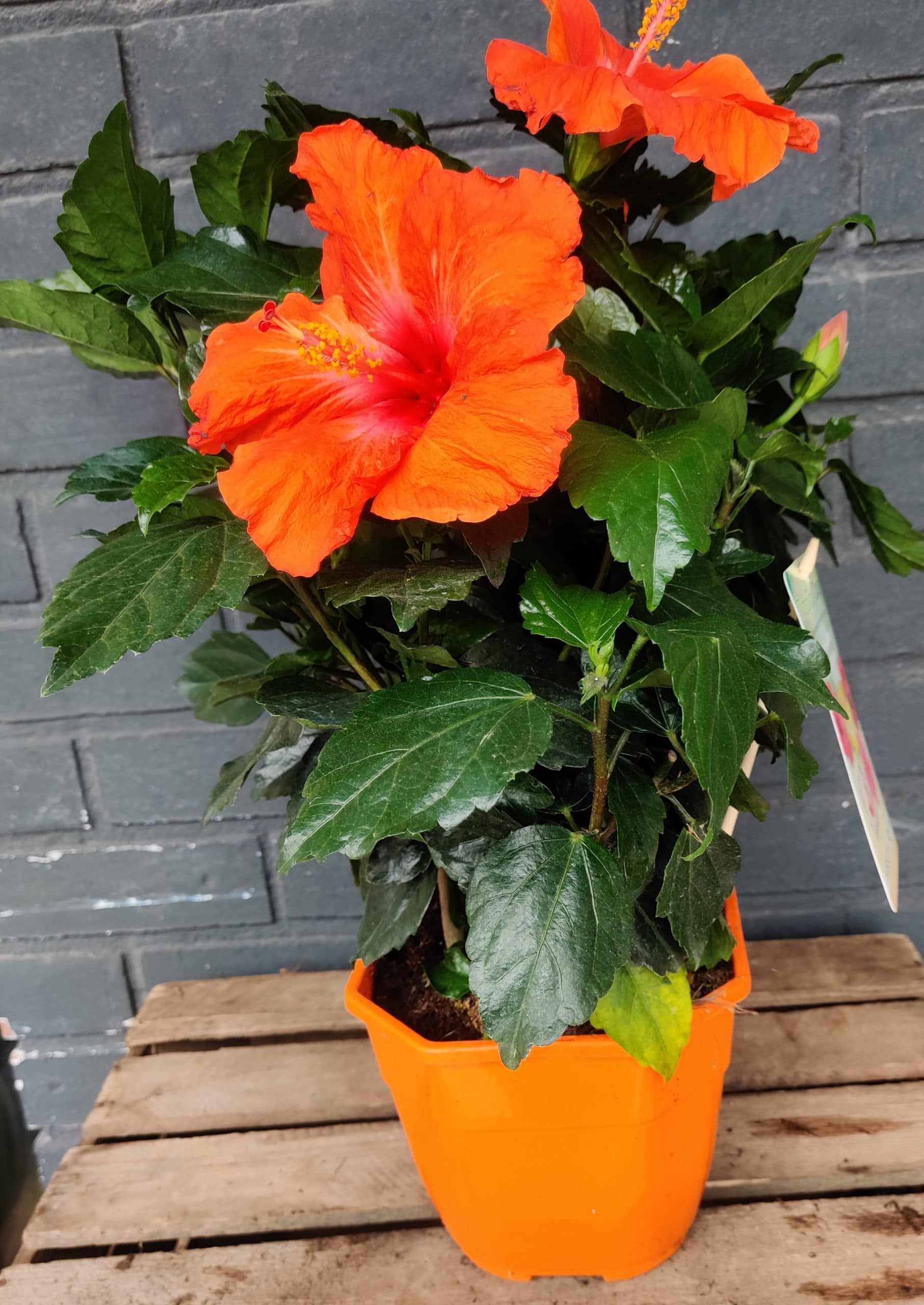 Hibiscus Hibiscus – Image 3