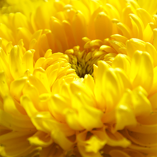 Chrysanthème Pomponette