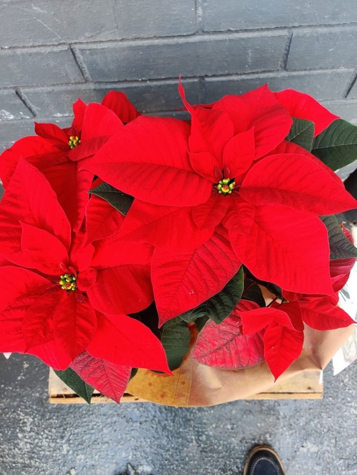 Poinsettia