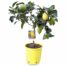 Citronnier