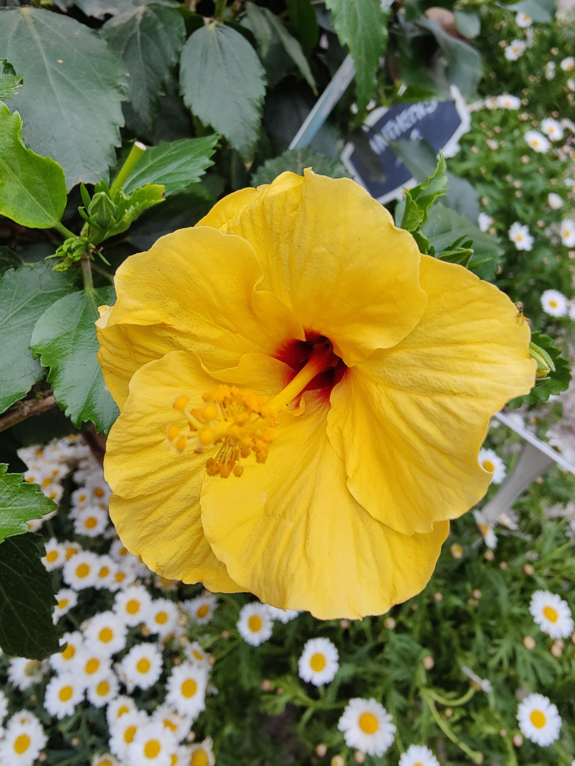 Hibiscus Hibiscus – Image 2