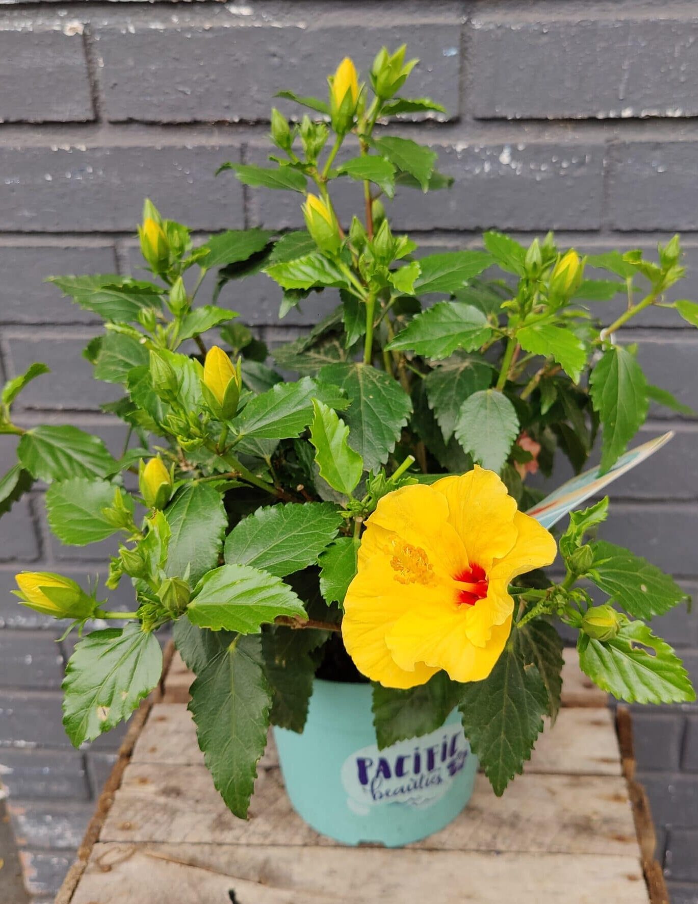 Hibiscus Hibiscus