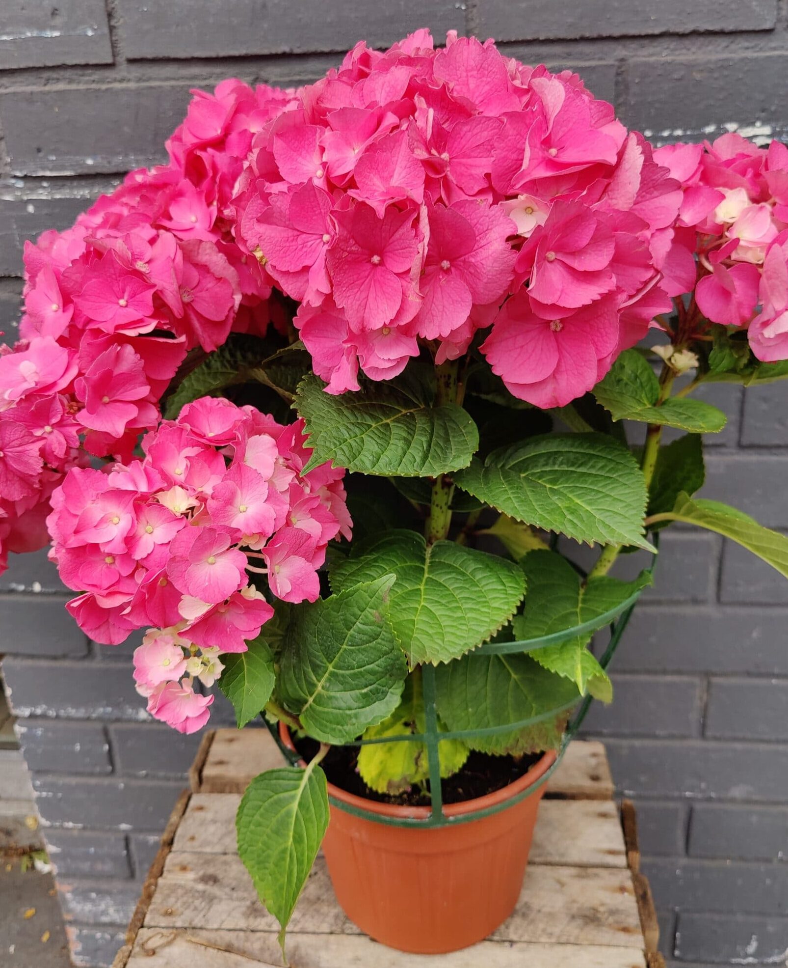 Hortensia Hortensia