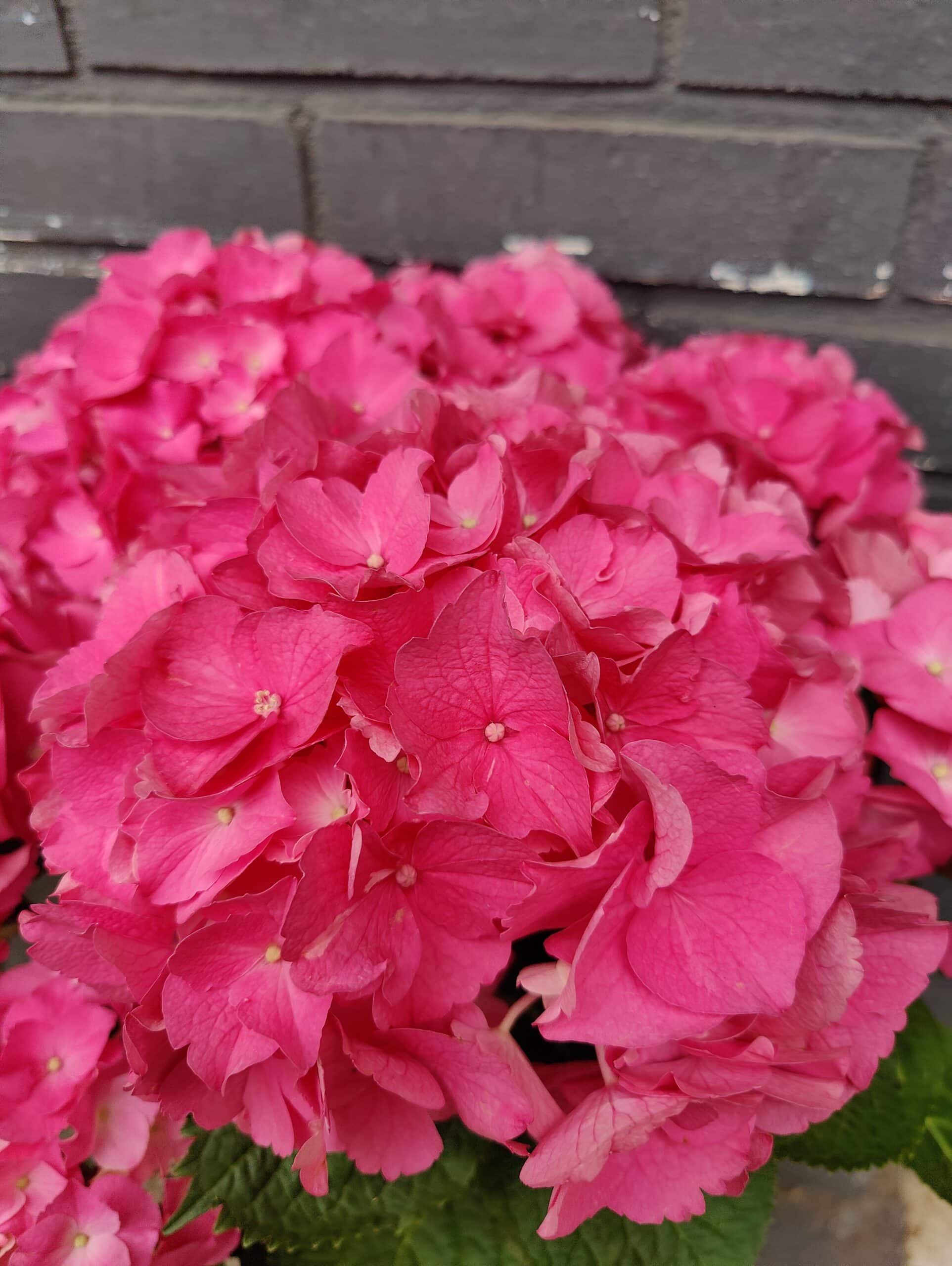 Hortensia Hortensia – Image 2
