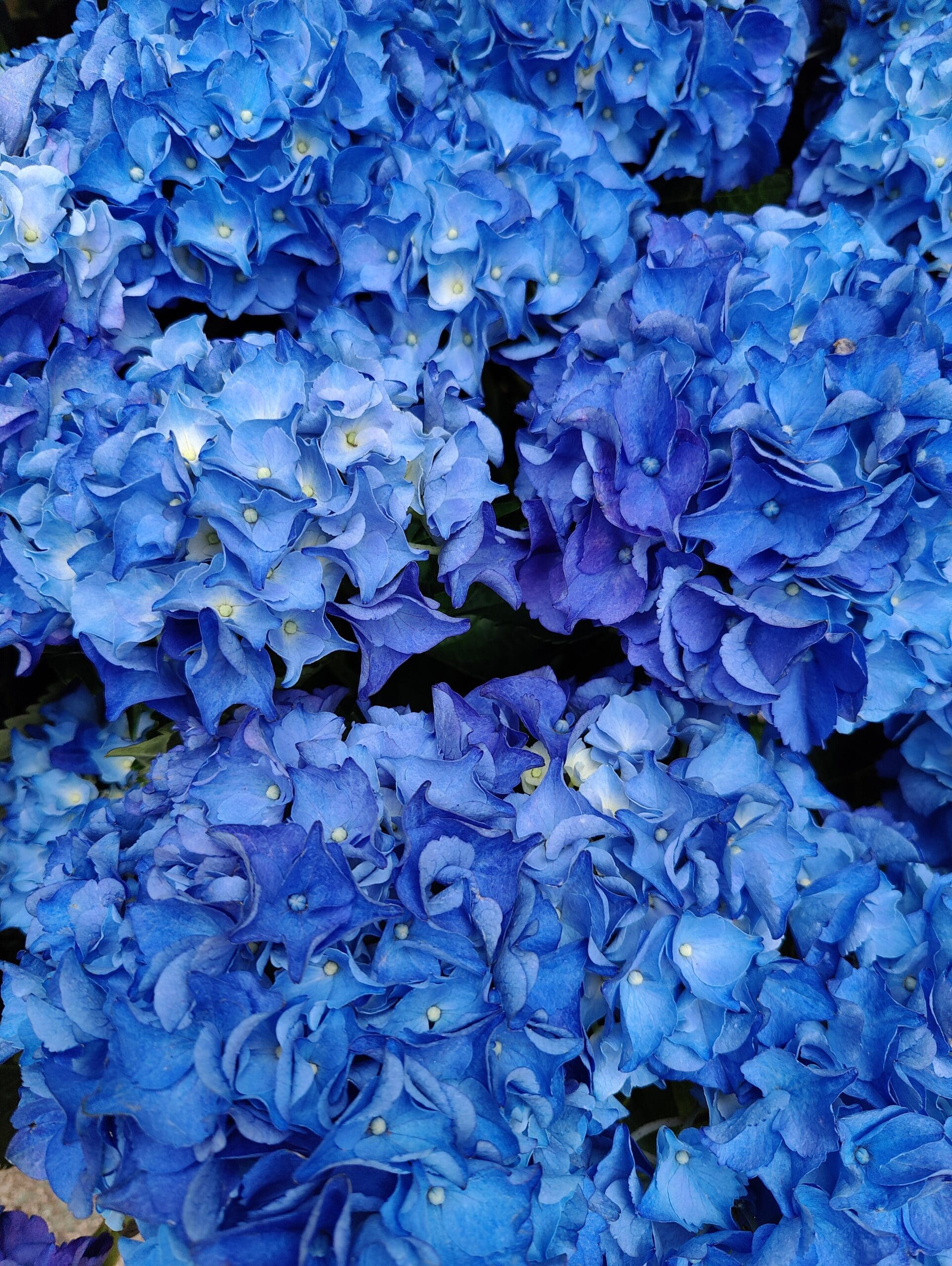 Hortensia Hortensia – Image 3