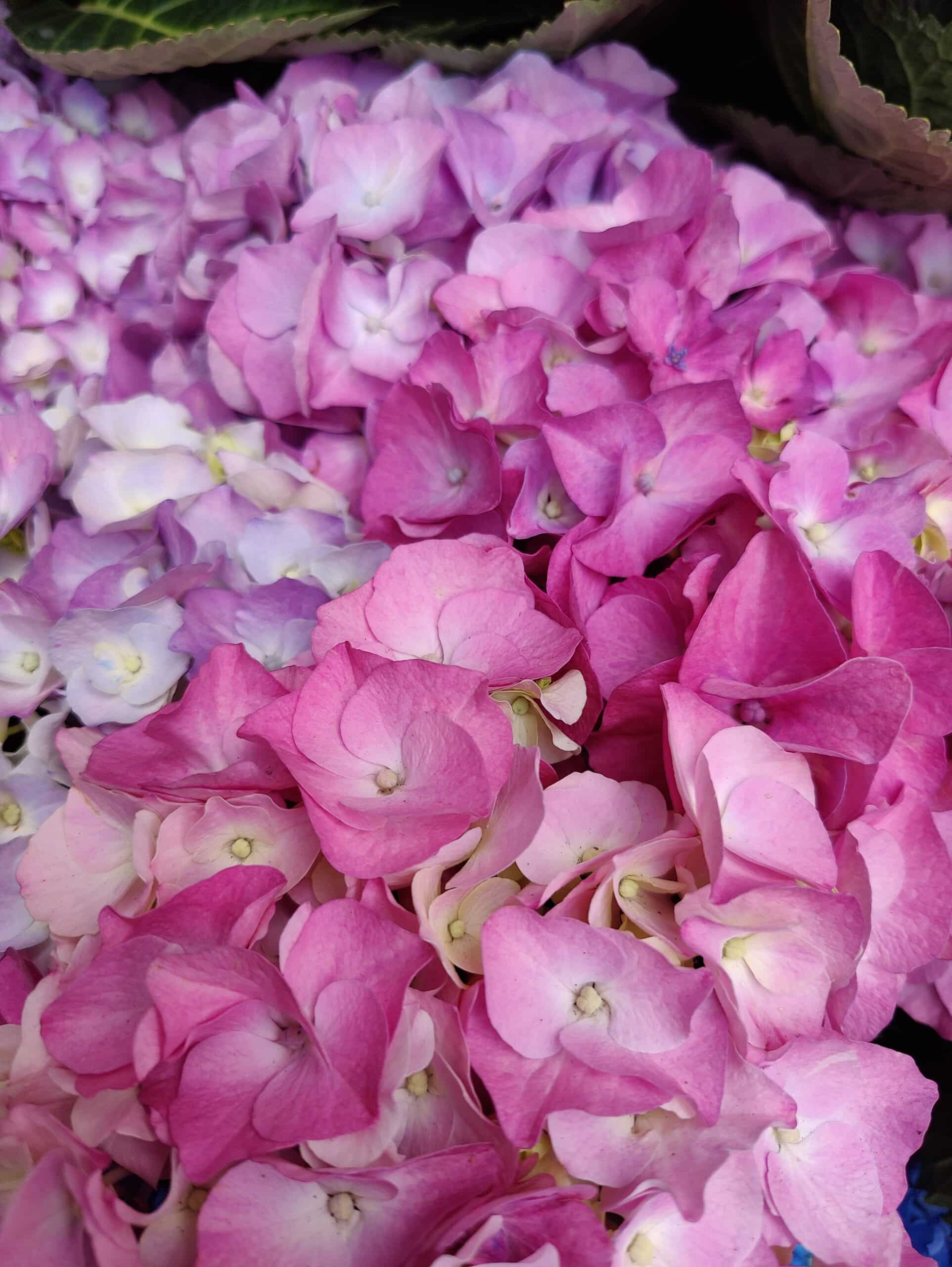 Hortensia Hortensia – Image 4