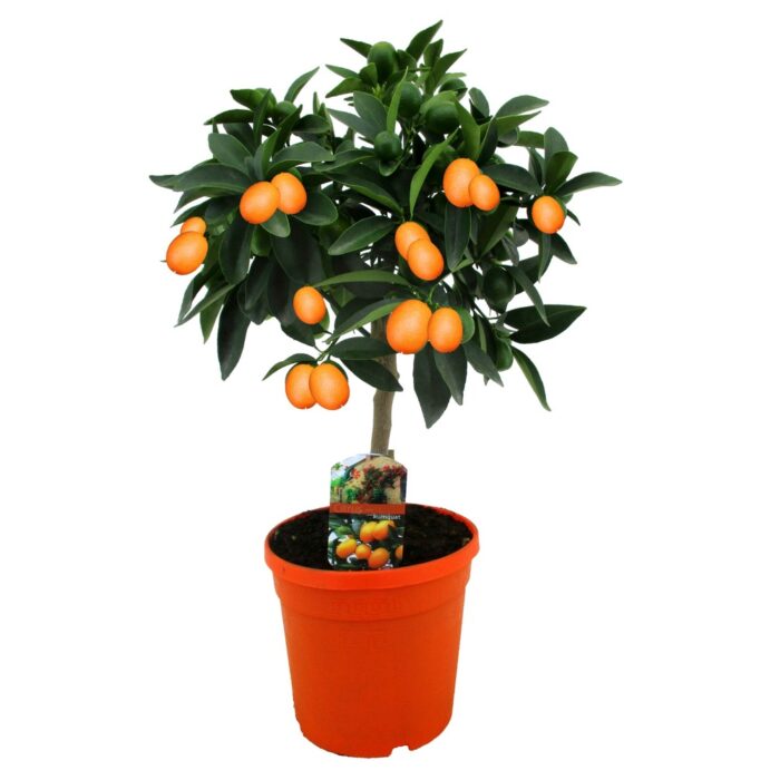 Kumquat