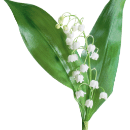 rajoutez 5 brins de muguet a votre bouquet